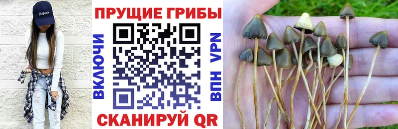 ОМГ ОМГ ONION  цены   Судак  Псилоцибиновые грибы Cubensis 